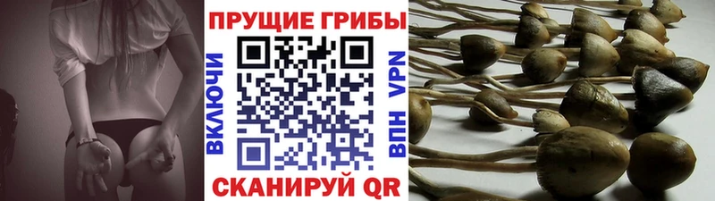 Псилоцибиновые грибы GOLDEN TEACHER  дарк нет Telegram  Усть-Джегута  blacksprut ссылка 